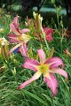 IMG_4352 (Large)